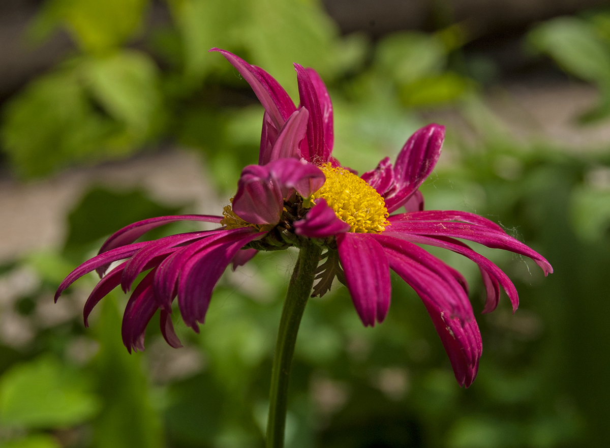 Изображение особи Pyrethrum coccineum.