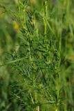 Thalictrum lucidum