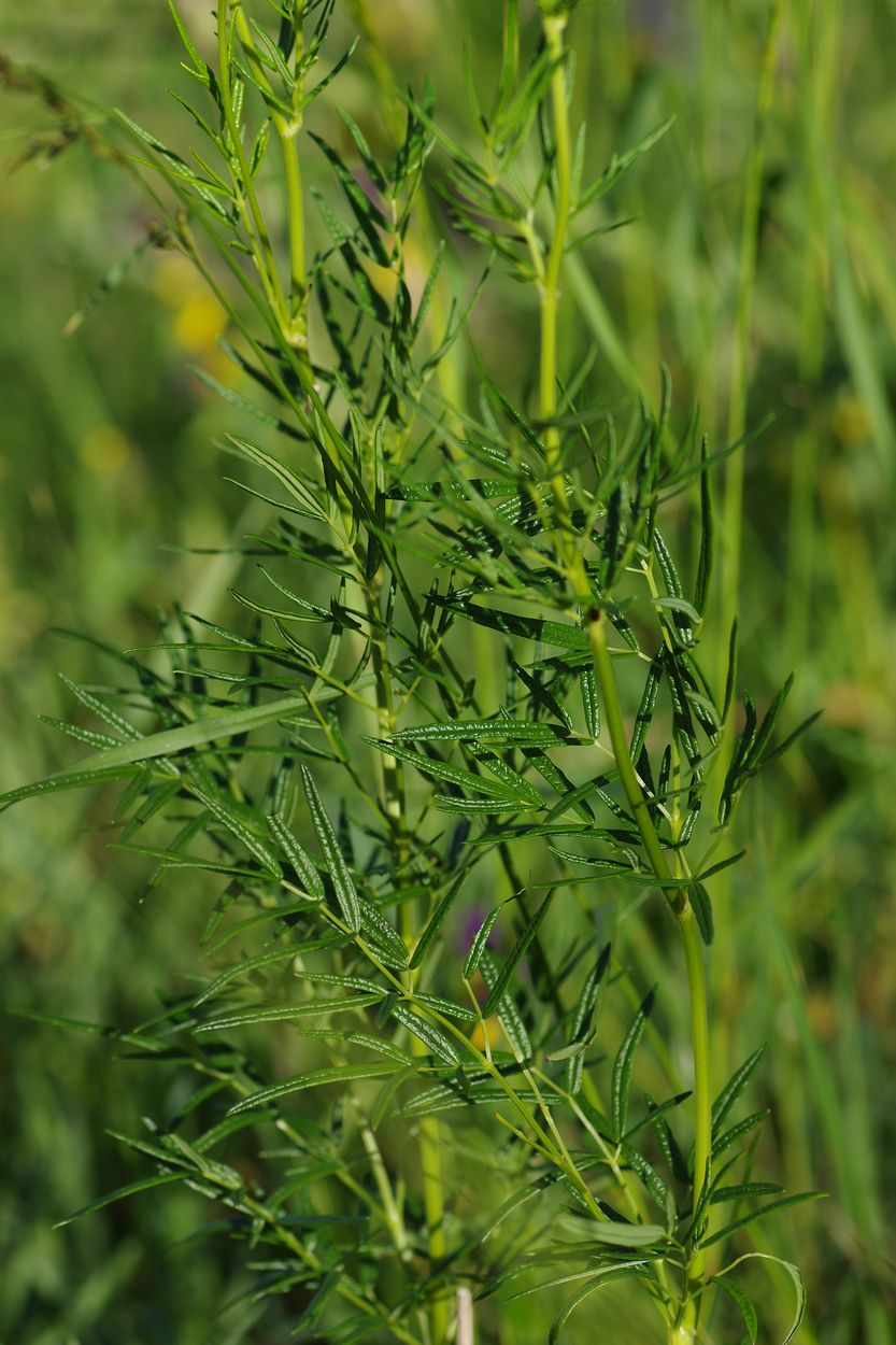 Image of Thalictrum lucidum specimen.