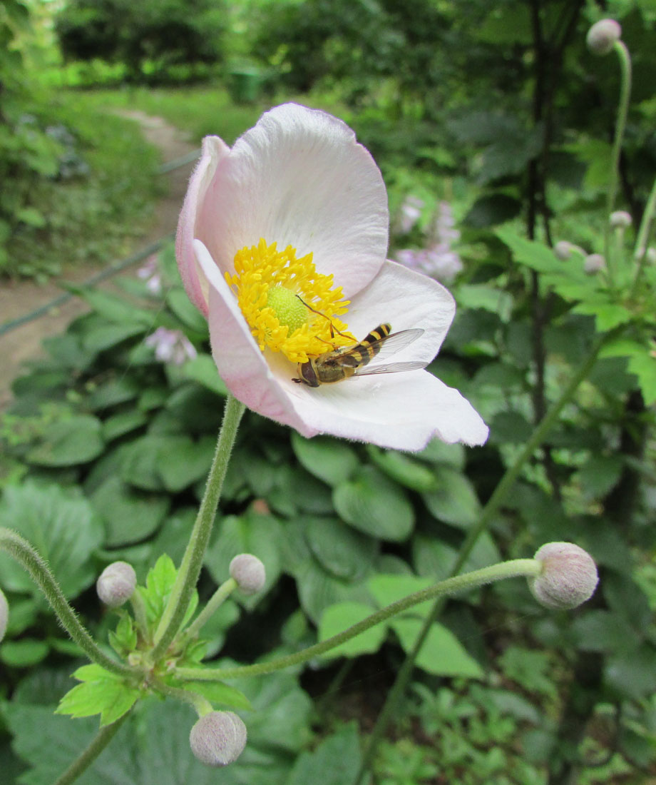 Изображение особи Anemone scabiosa.