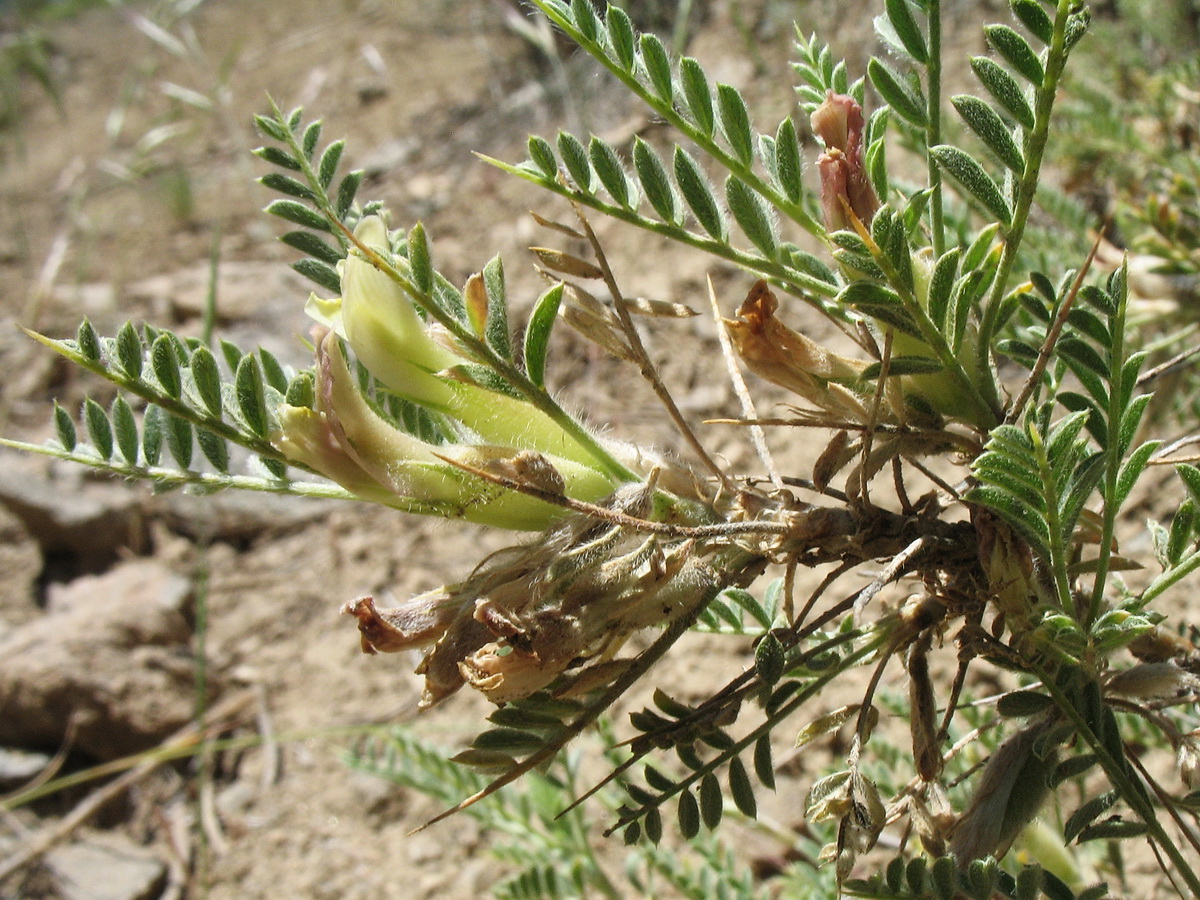 Изображение особи Astragalus lasiosemius.