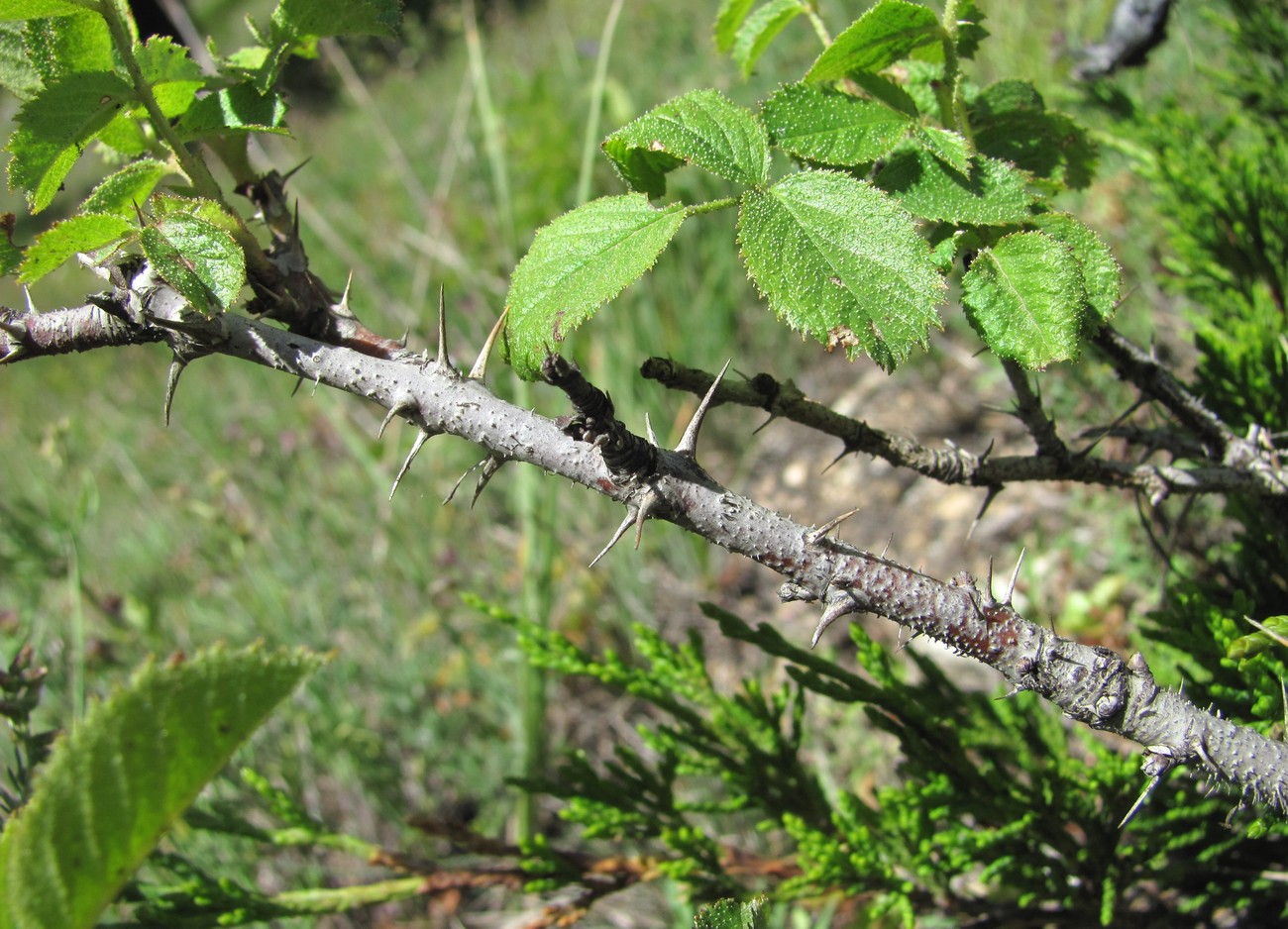 Image of Rosa pulverulenta specimen.