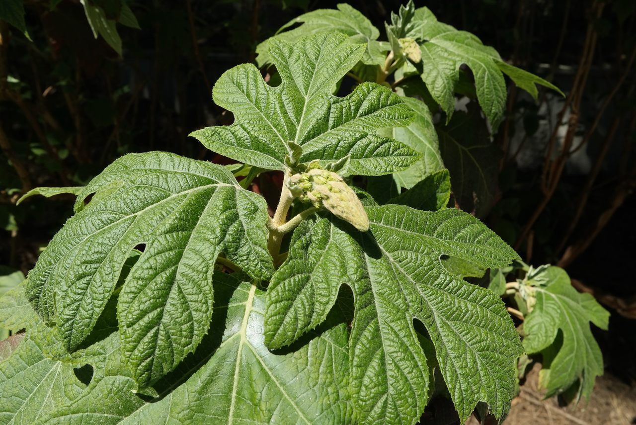 Изображение особи Hydrangea quercifolia.