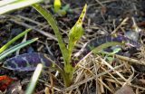 Dactylorhiza fuchsii