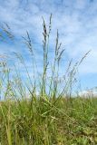 Festuca arundinacea
