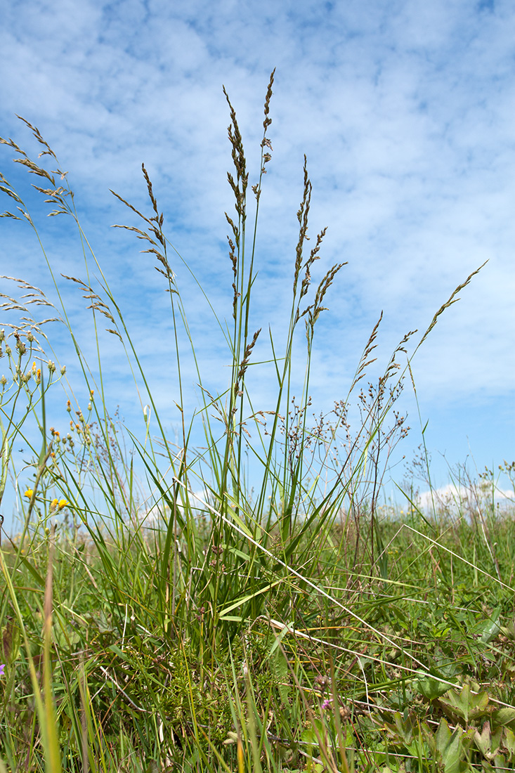 Изображение особи Festuca arundinacea.