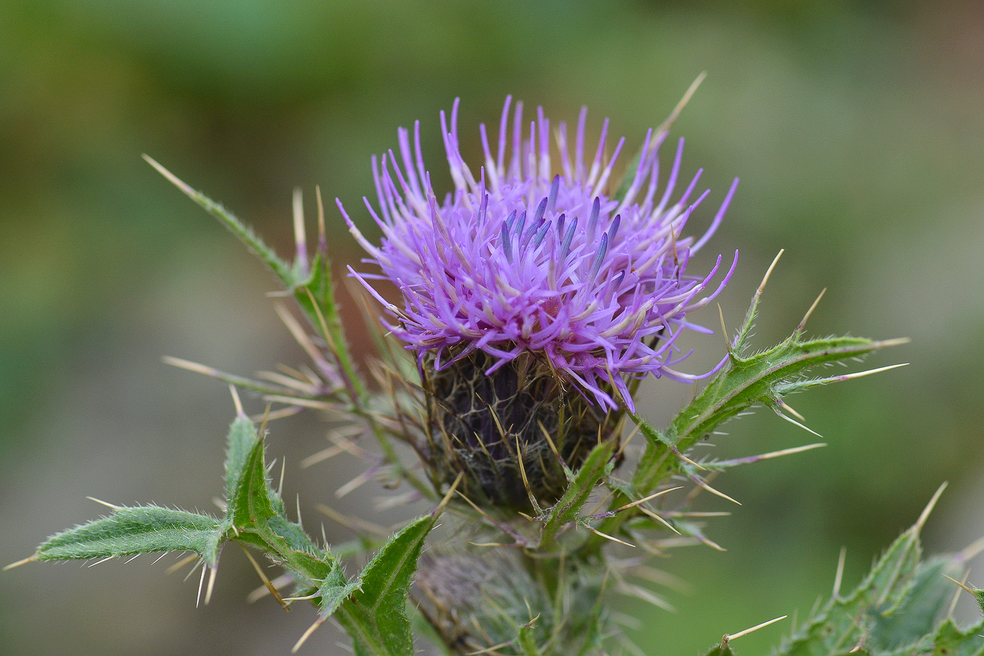 Изображение особи Cirsium pugnax.