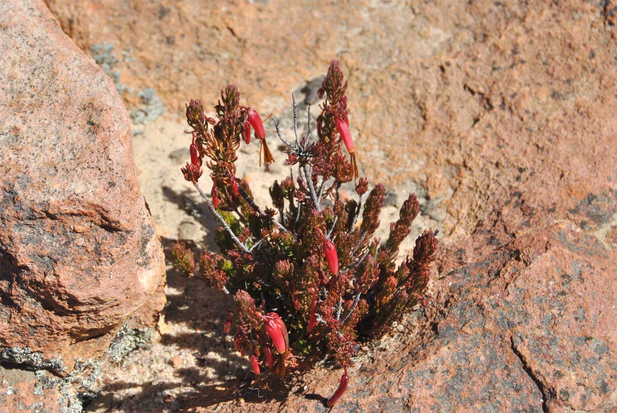 Image of Erica plukenetii specimen.