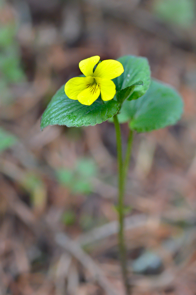 Image of Viola acutifolia specimen.