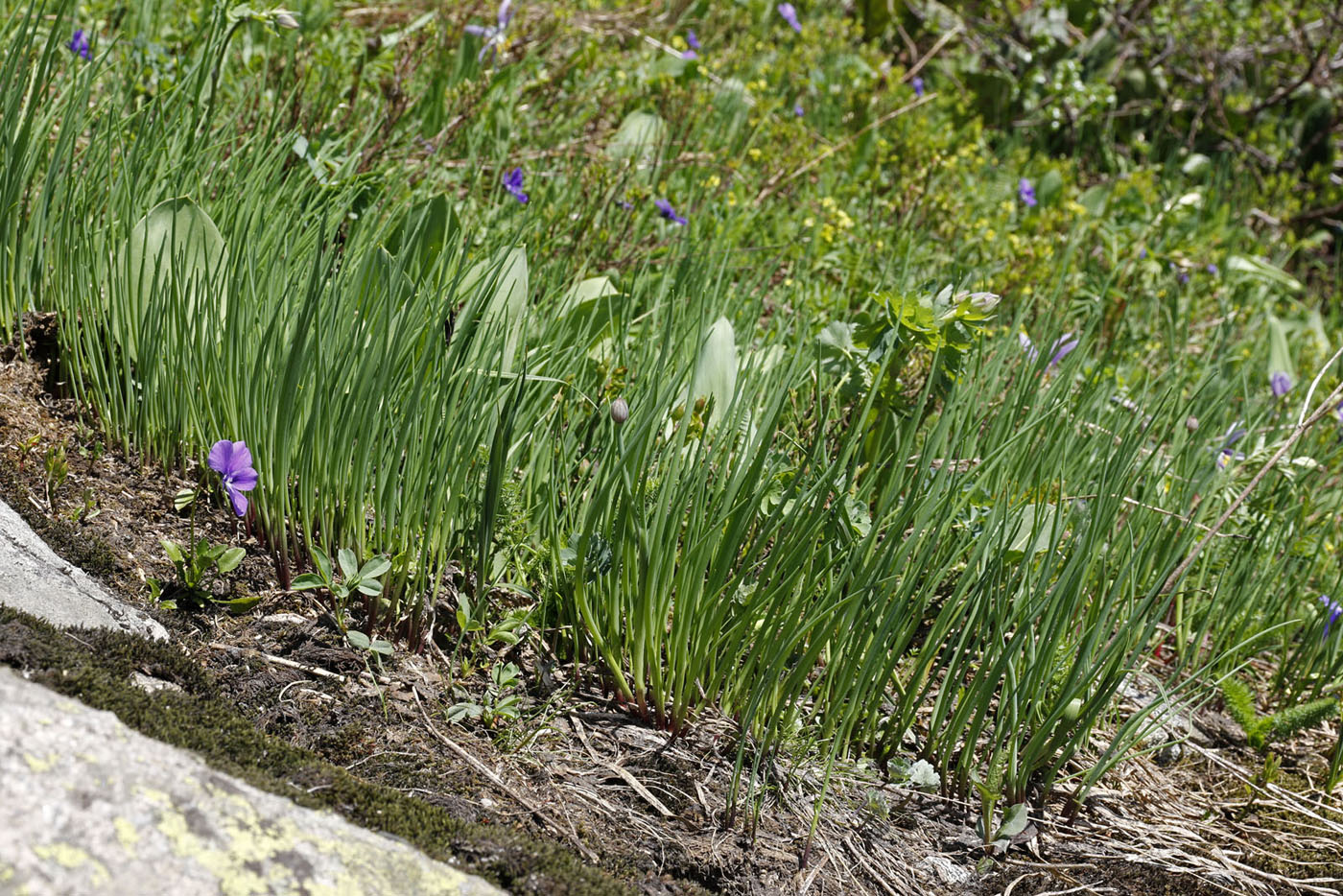 Изображение особи Allium schoenoprasum.