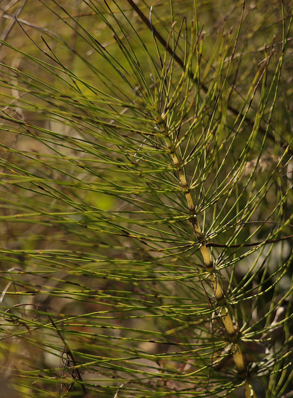 Image of Equisetum telmateia specimen.