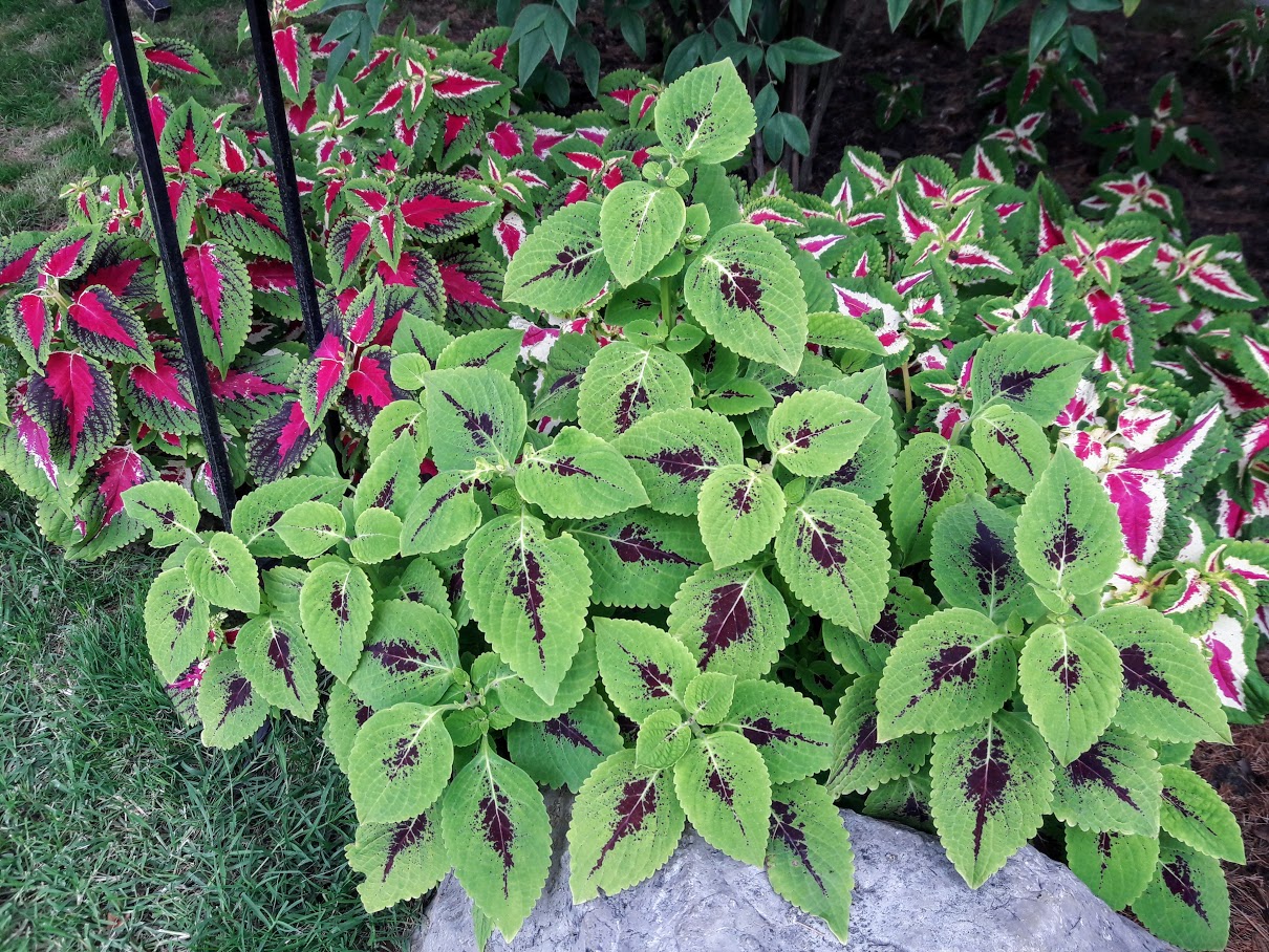 Image of Coleus scutellarioides specimen.