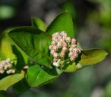 × Sorbaronia mitschurinii. Верхушка веточки с формирующимся соцветием. Казахстан, Восточно-Казахстанская обл., г. Усть-Каменогорск, Архитектурно-ландшафтный музей-заповедник, в культуре. 20.05.2018.