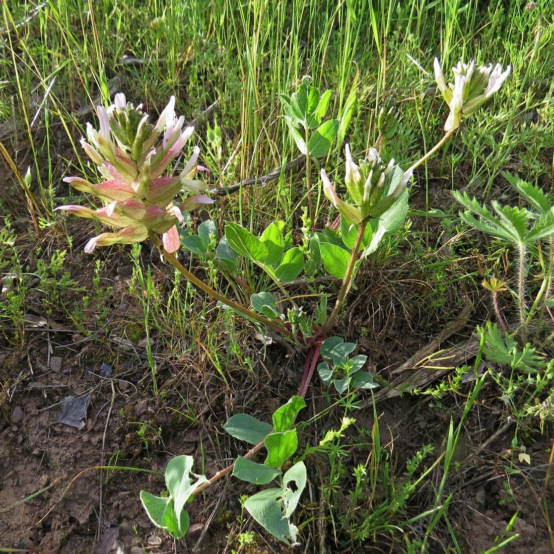 Image of Astragalus megalomerus specimen.
