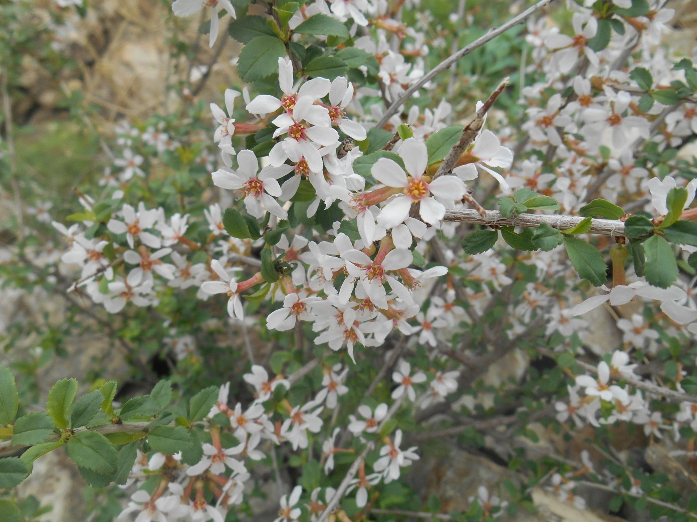 Image of Cerasus verrucosa specimen.