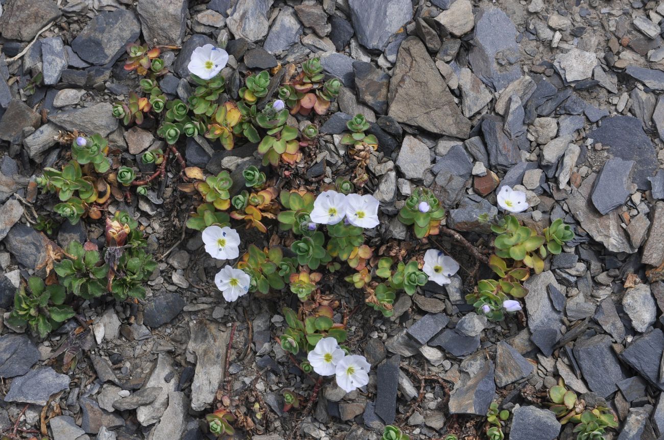 Image of Veronica glareosa specimen.