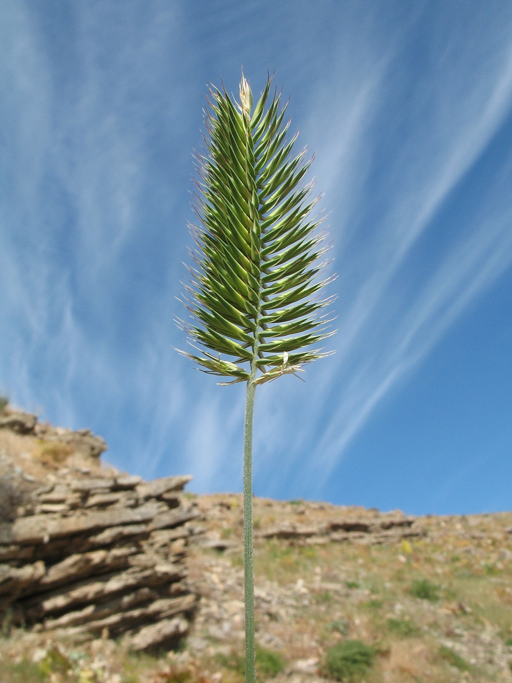 Изображение особи Agropyron cristatum.