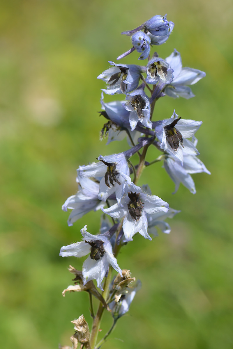 Image of Delphinium dasycarpum specimen.