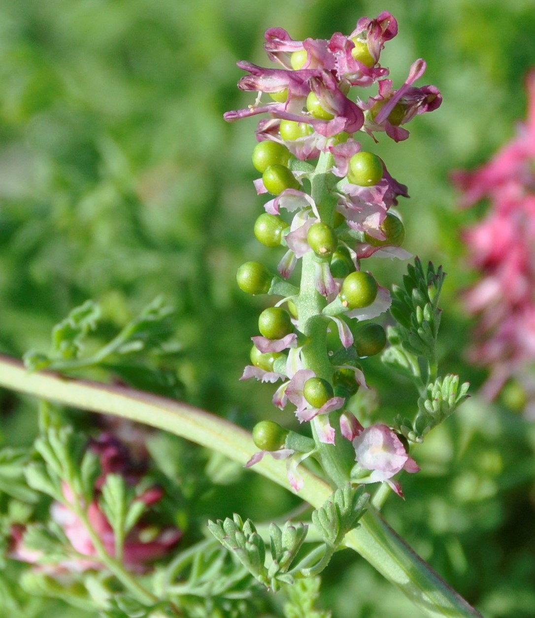 Изображение особи Fumaria densiflora.