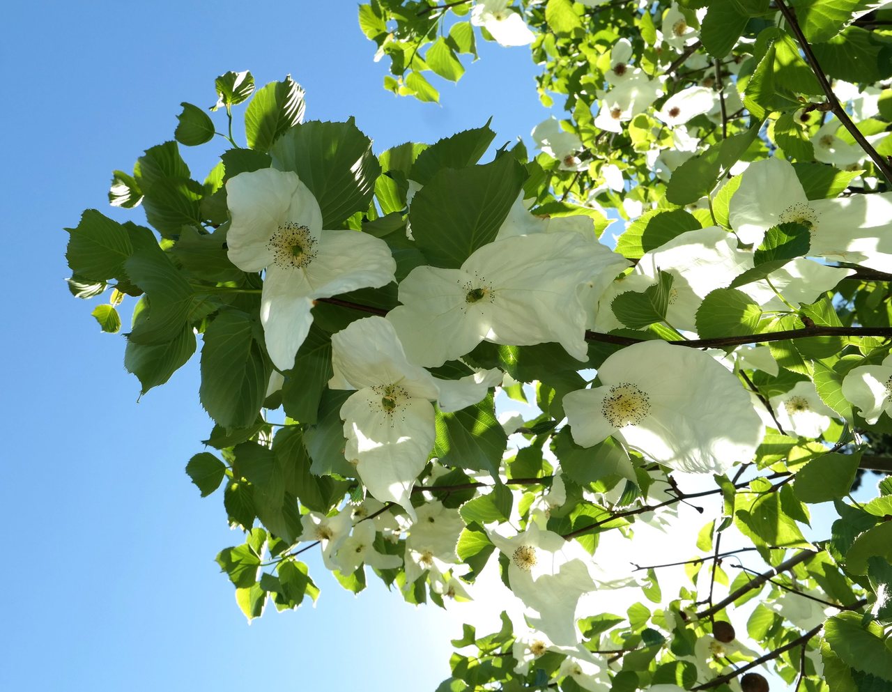 Изображение особи Davidia involucrata var. vilmoriniana.