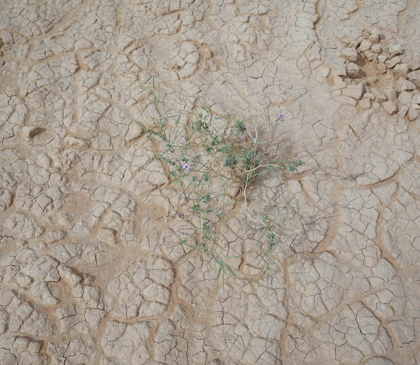 Image of Moricandia nitens specimen.