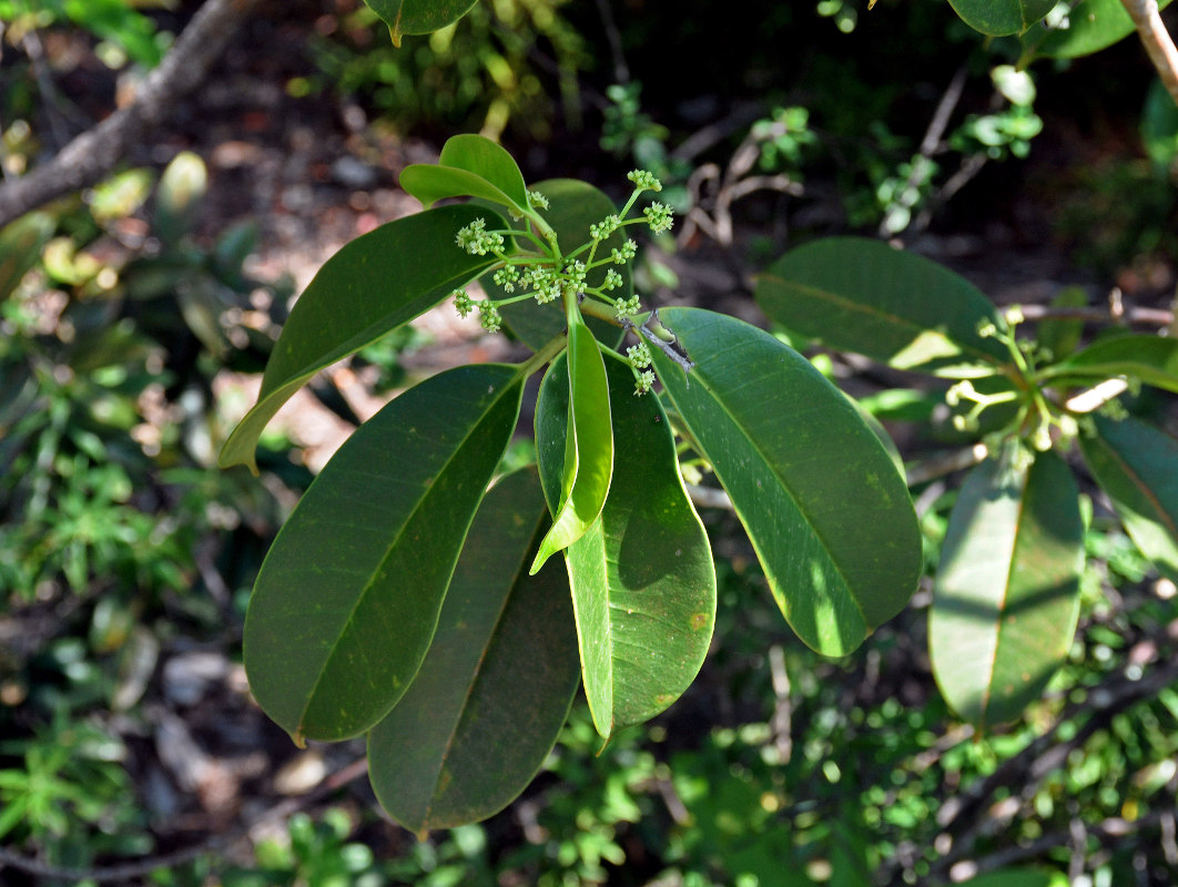 Image of Ilex cymosa specimen.