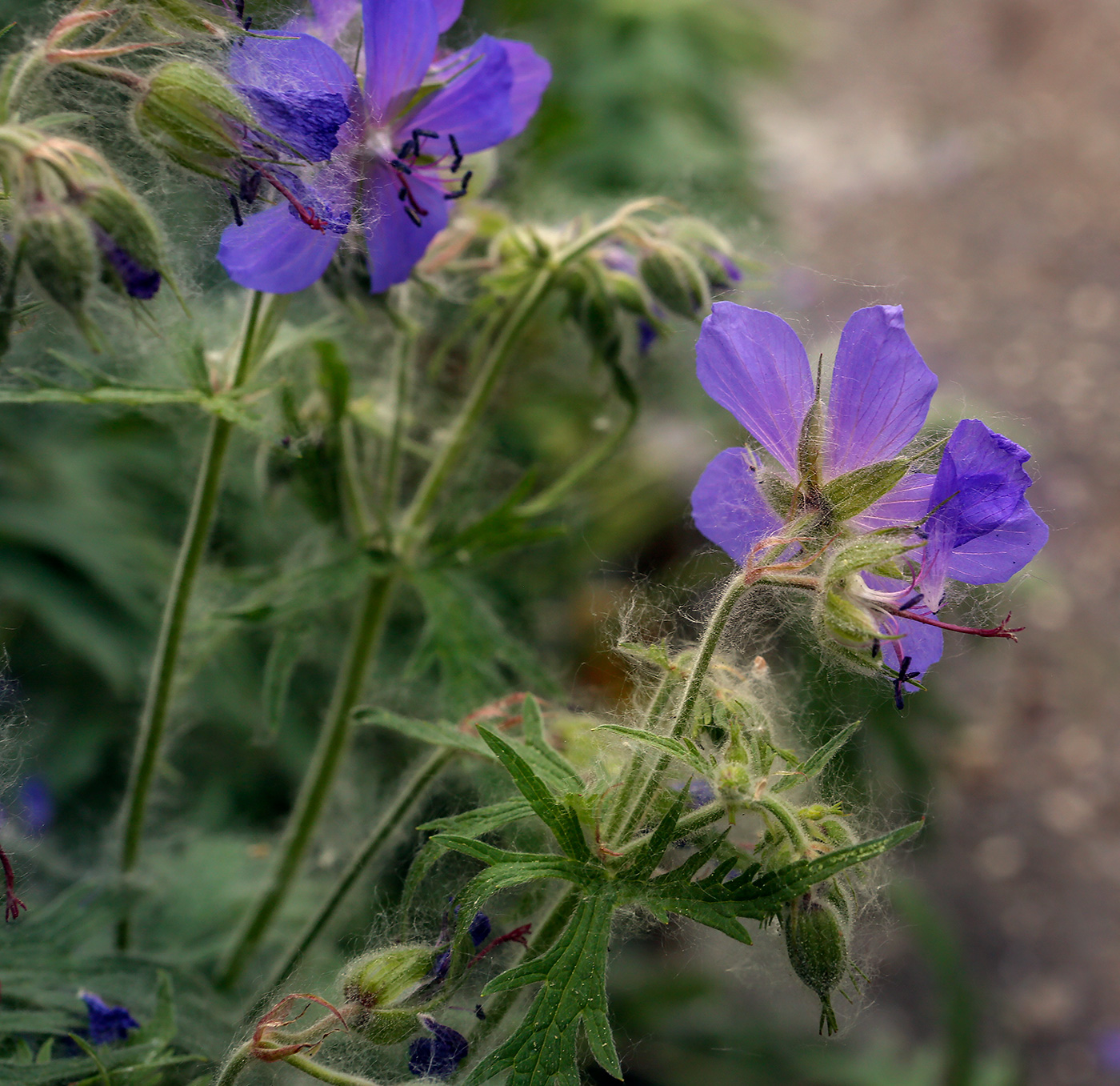 Image of Geranium pratense specimen.