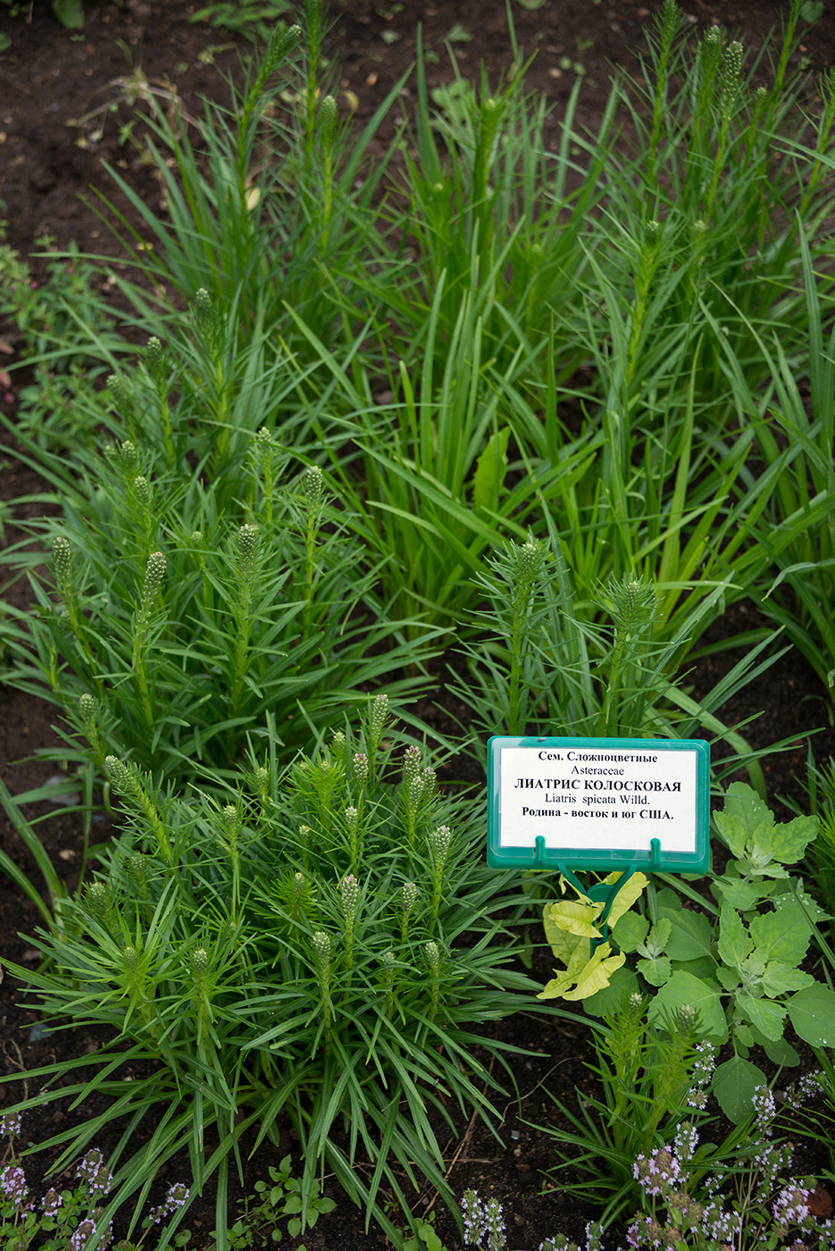 Image of Liatris spicata specimen.