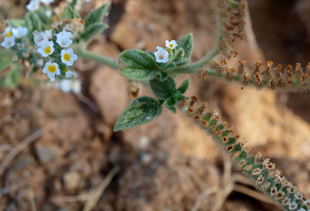 Изображение особи Heliotropium hirsutissimum.