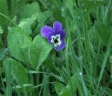 Viola wittrockiana