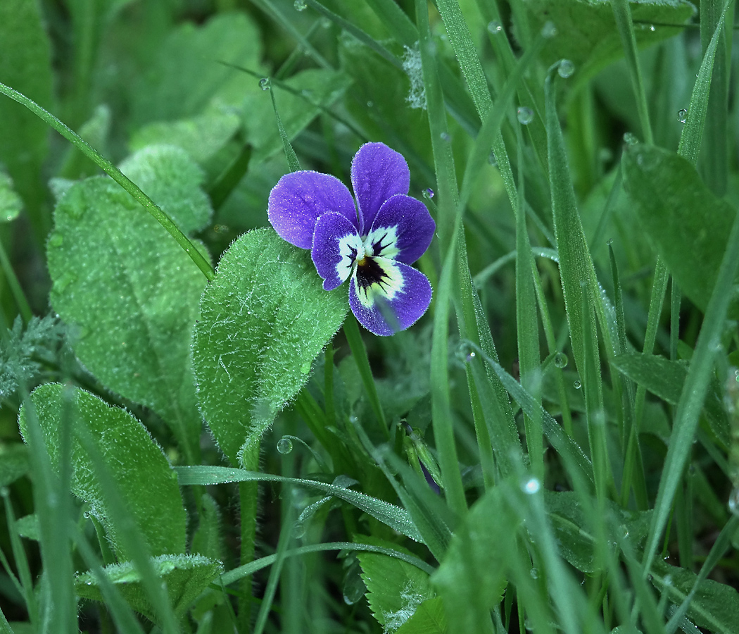 Image of Viola wittrockiana specimen.