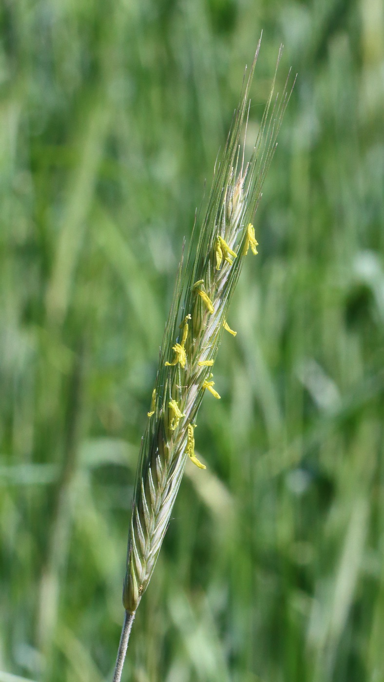 Image of Secale cereale specimen.