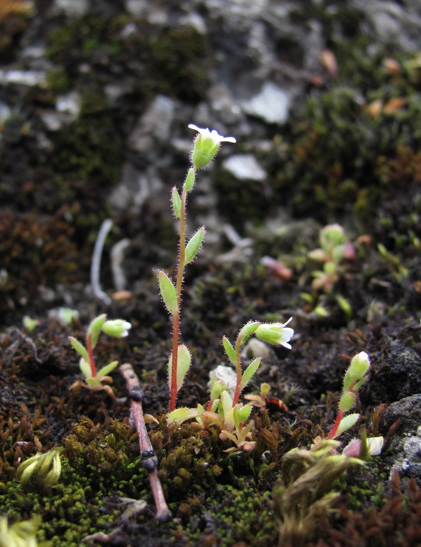 Image of Saxifraga tridactylites specimen.