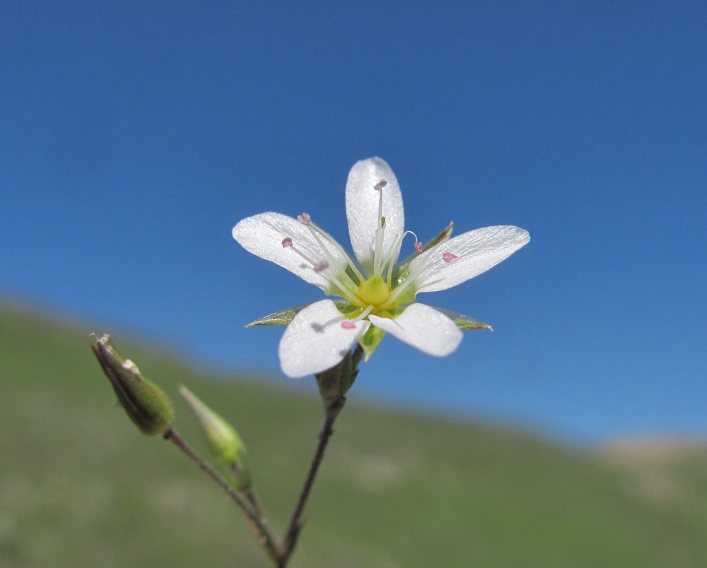 Image of Minuartia oreina specimen.