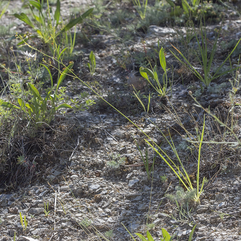 Изображение особи Anthericum ramosum.