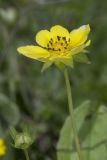 Potentilla reptans. Цветок и бутон. Крым, Бахчисарайский р-н, с. Новоульяновка, открытый каменистый берег водохранилища. 05.07.2019.