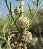 Cuscuta epithymum