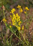 genus Genista