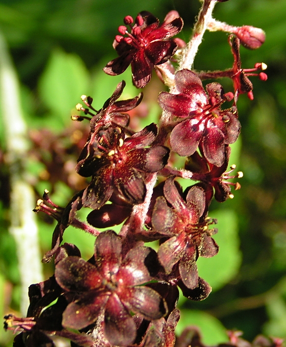 Image of Veratrum nigrum specimen.