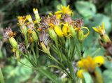 Senecio ovatus