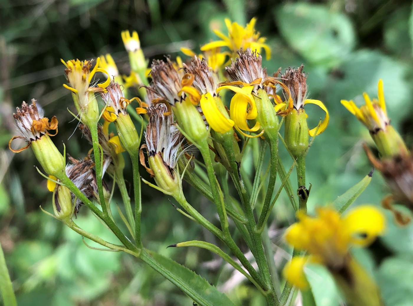 Image of Senecio ovatus specimen.