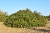 genus Rubus