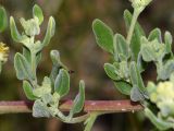 Tetragonia decumbens