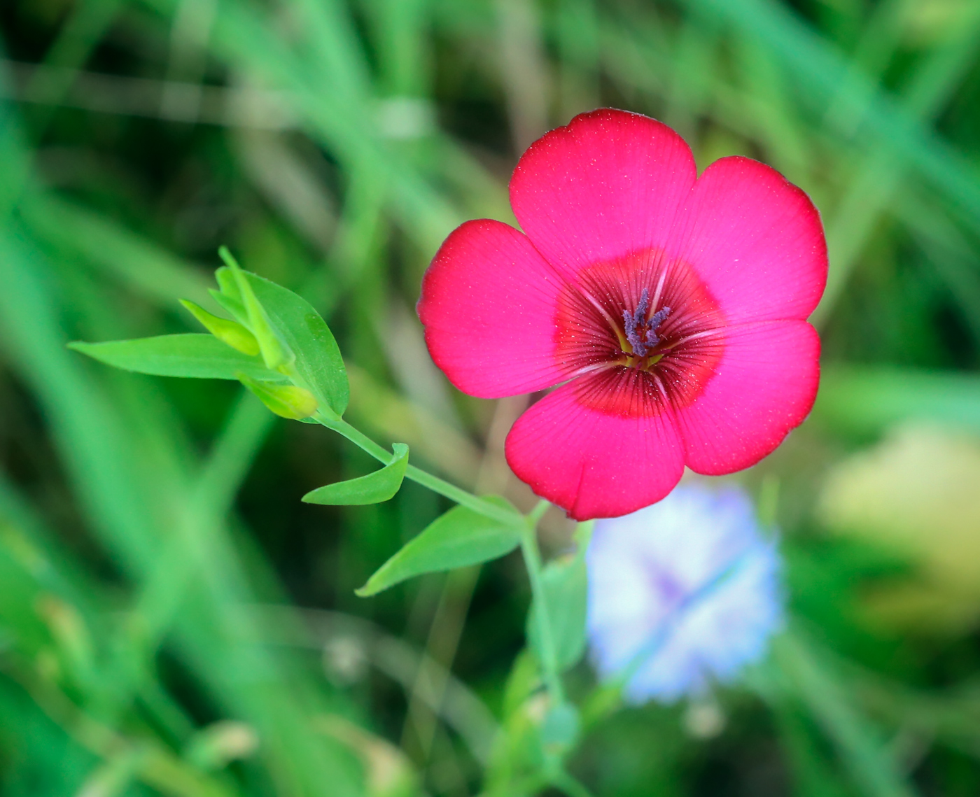 Image of Linum grandiflorum specimen.