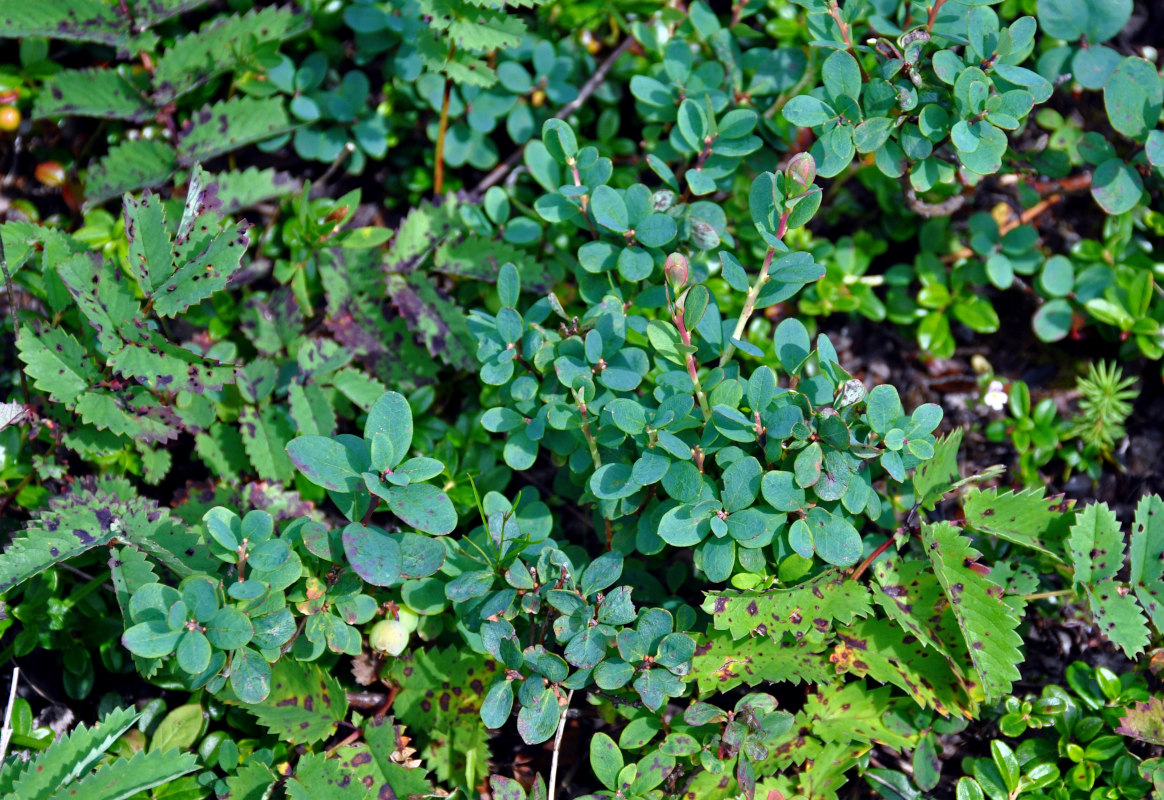 Image of Vaccinium uliginosum specimen.