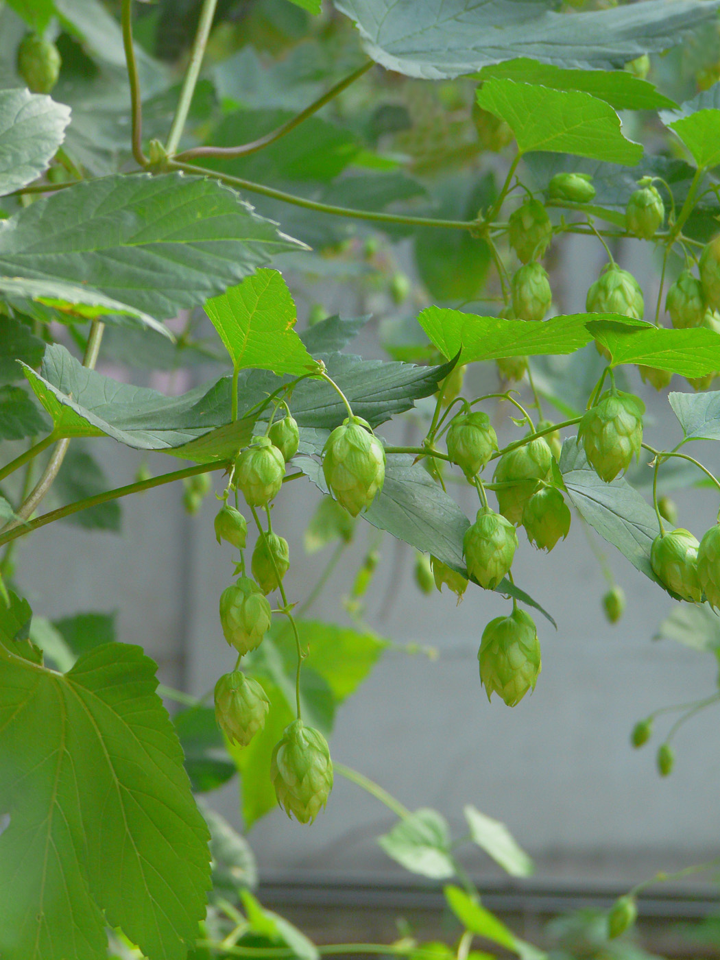Изображение особи Humulus lupulus.
