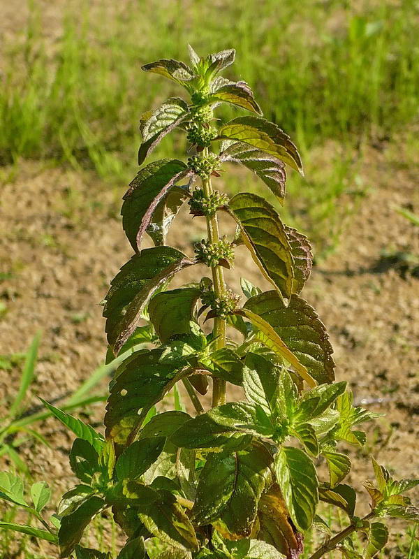 Изображение особи Mentha arvensis.