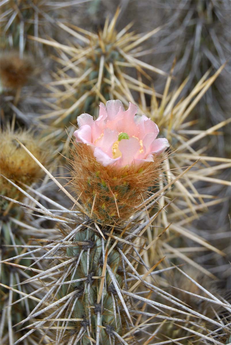 Изображение особи Miqueliopuntia miquelii.