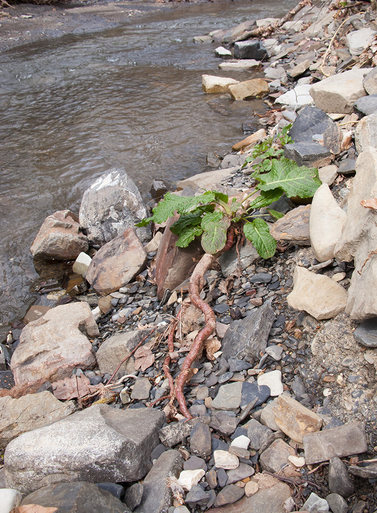 Image of genus Rumex specimen.