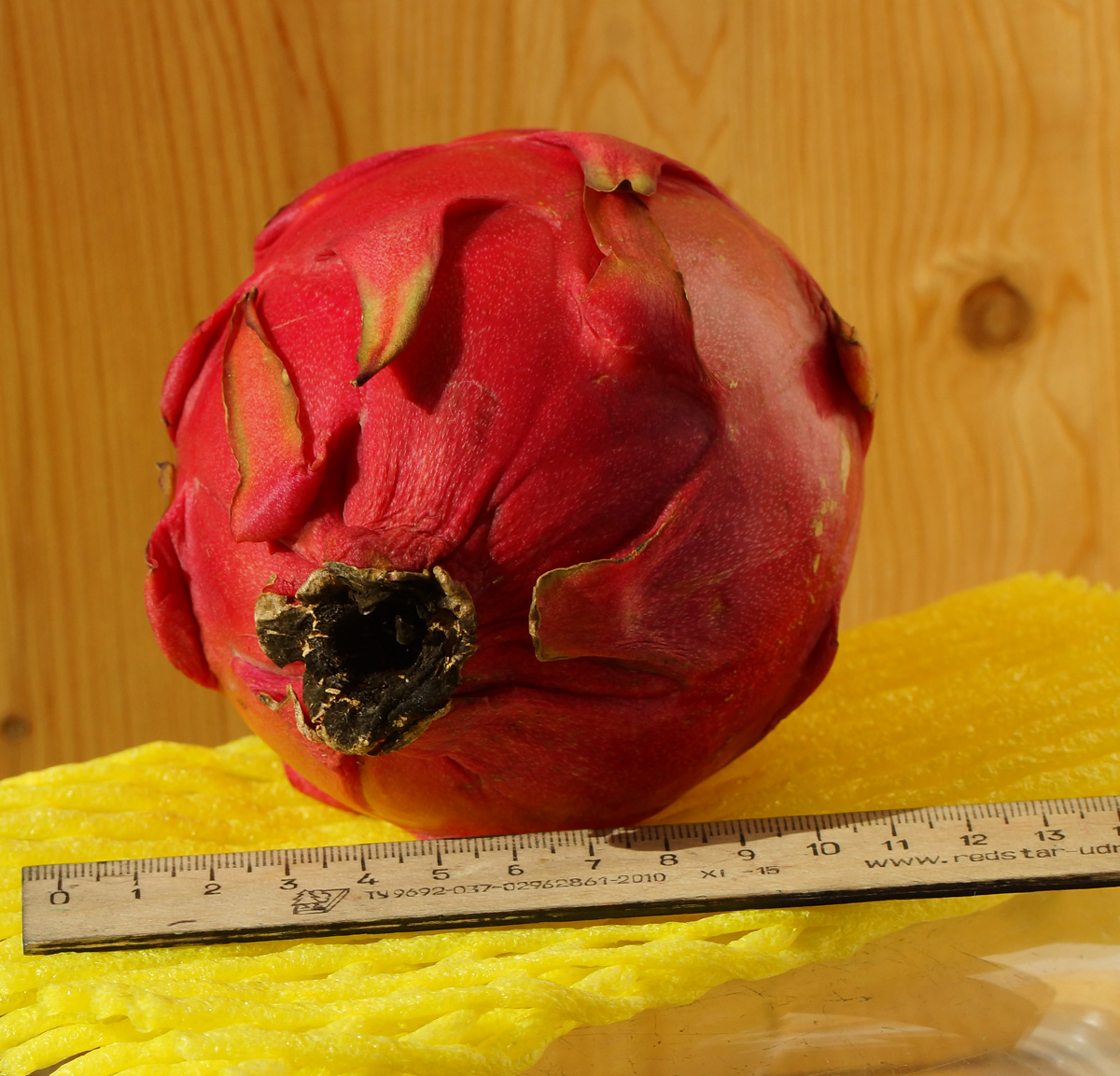 Image of Hylocereus costaricensis specimen.